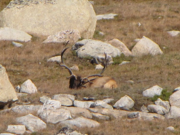 Elk Hunts Photo