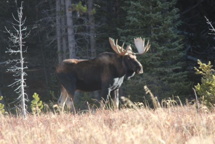 Moose/Mule Deer Hunts Photo