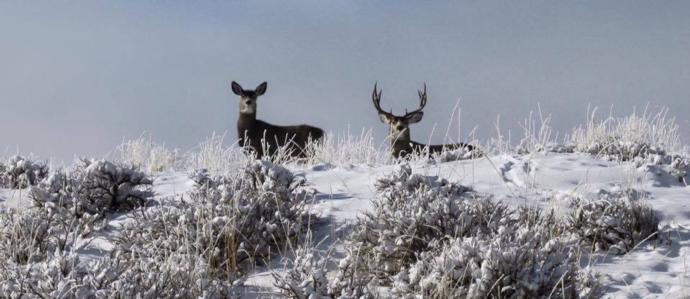 Moose/Mule Deer Hunts Photo